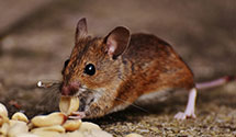 24 Hour & Emergency Exterminators in St Peters, MO
